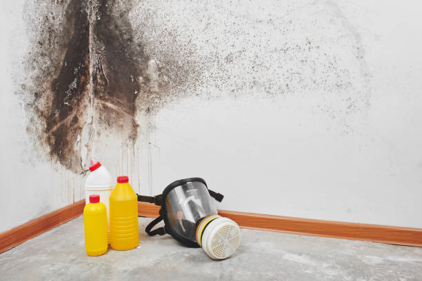 Best Black Mold Removal  in West Reading, PA