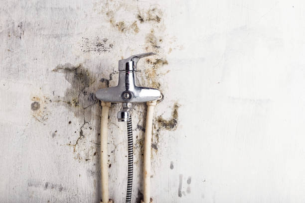 Best Emergency Mold Removal  in West Reading, PA