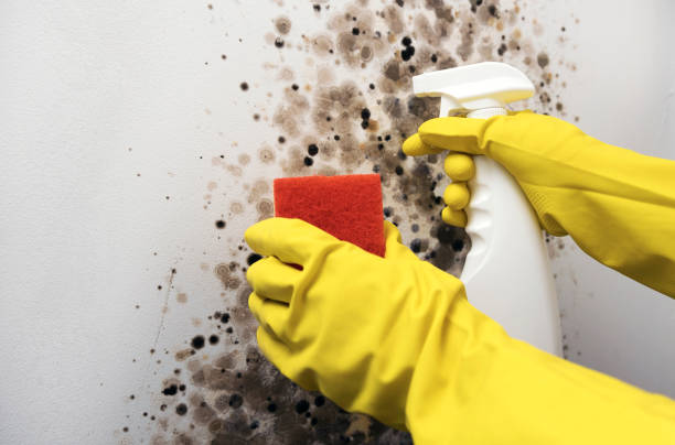Home Mold Removal in West Reading, PA